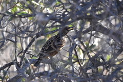 Chlamydera guttata
