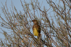Chlamydera guttata