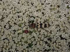 Chlorophorus trifasciatus