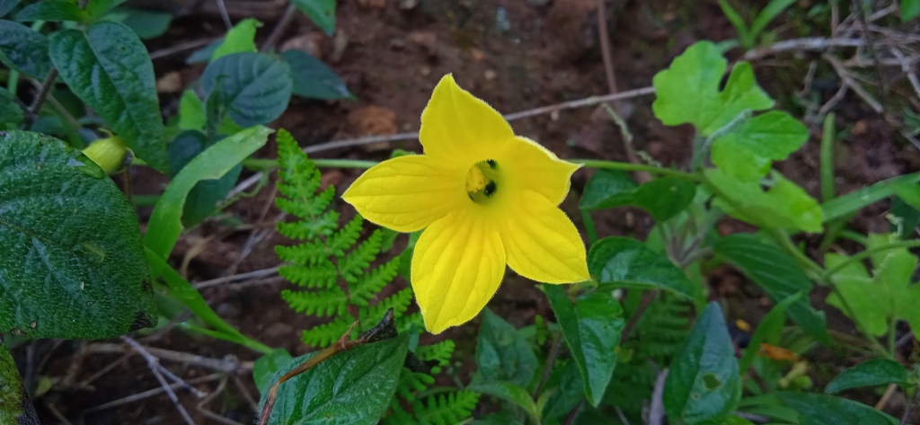 Schizocarpum liebmannii