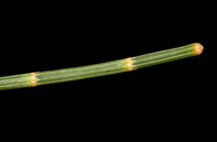 Allocasuarina monilifera