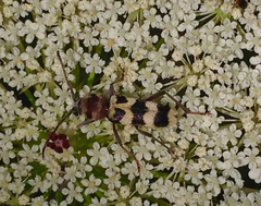 Chlorophorus trifasciatus