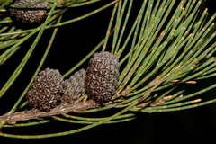 Allocasuarina monilifera
