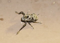 Episcirrus brachialis