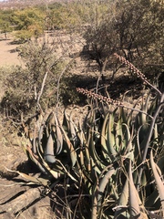 Aloe globuligemma image