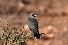 Black-Faced Woodswallow photo 2