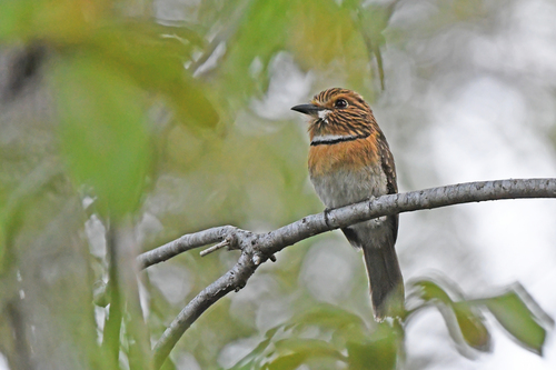 Greater Crescent-chested Puffbird
