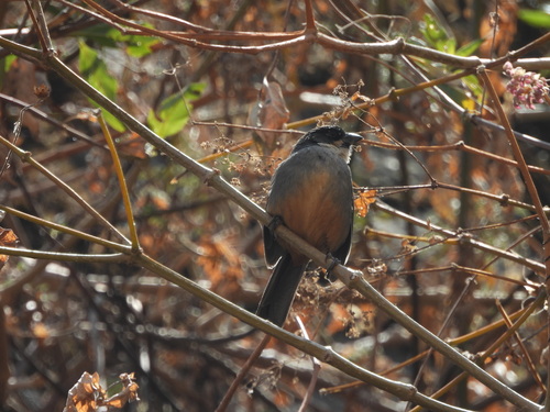 Rusty-bellied Brushfinch (Atlapetes nationi), photo 5