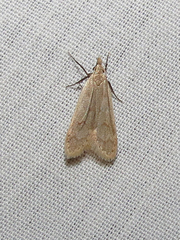 Dichomeris punctidiscellus