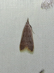 Dichomeris punctidiscellus