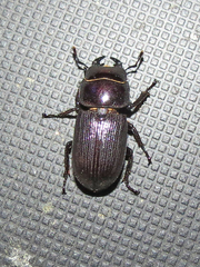 Dorcus parallelus