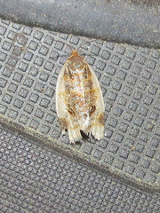 Clepsis melaleucanus