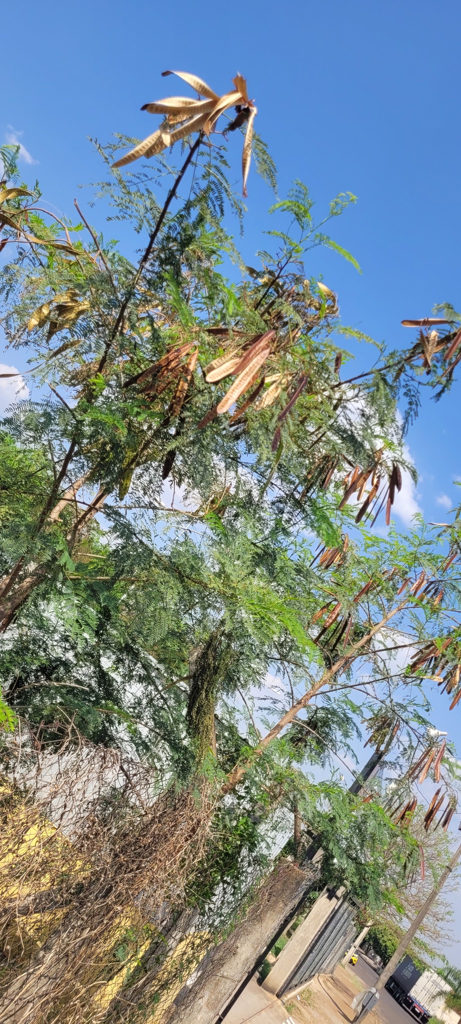 Leucaena leucocephala