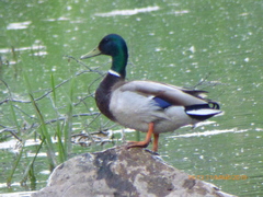 Anas platyrhynchos
