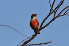 Epthianura tricolor