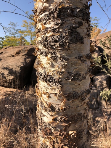 Commiphora viminea image