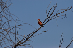 Epthianura tricolor