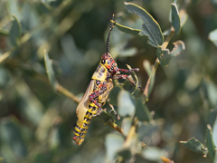 Zonocerus variegatus