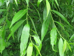 Salix pierotii