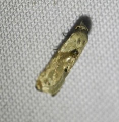 Eupoecilia acrographa