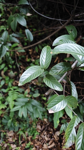 Berchemia kulingensis