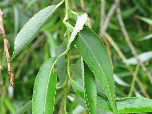 Image of Salix pierotii by (c) Repina Tatyana, some rights reserved (CC BY)