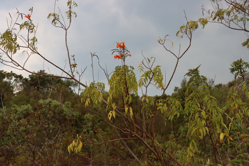 Image of Tecomaria nyassae by (c) Tony Rebelo, some rights reserved (CC BY-SA)