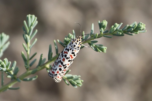 Utetheisa pulchella