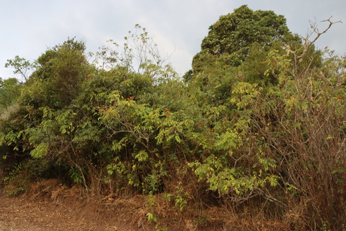 Image of Tecomaria nyassae by (c) Tony Rebelo, some rights reserved (CC BY-SA)