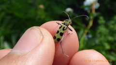 Chlorophorus herbstii