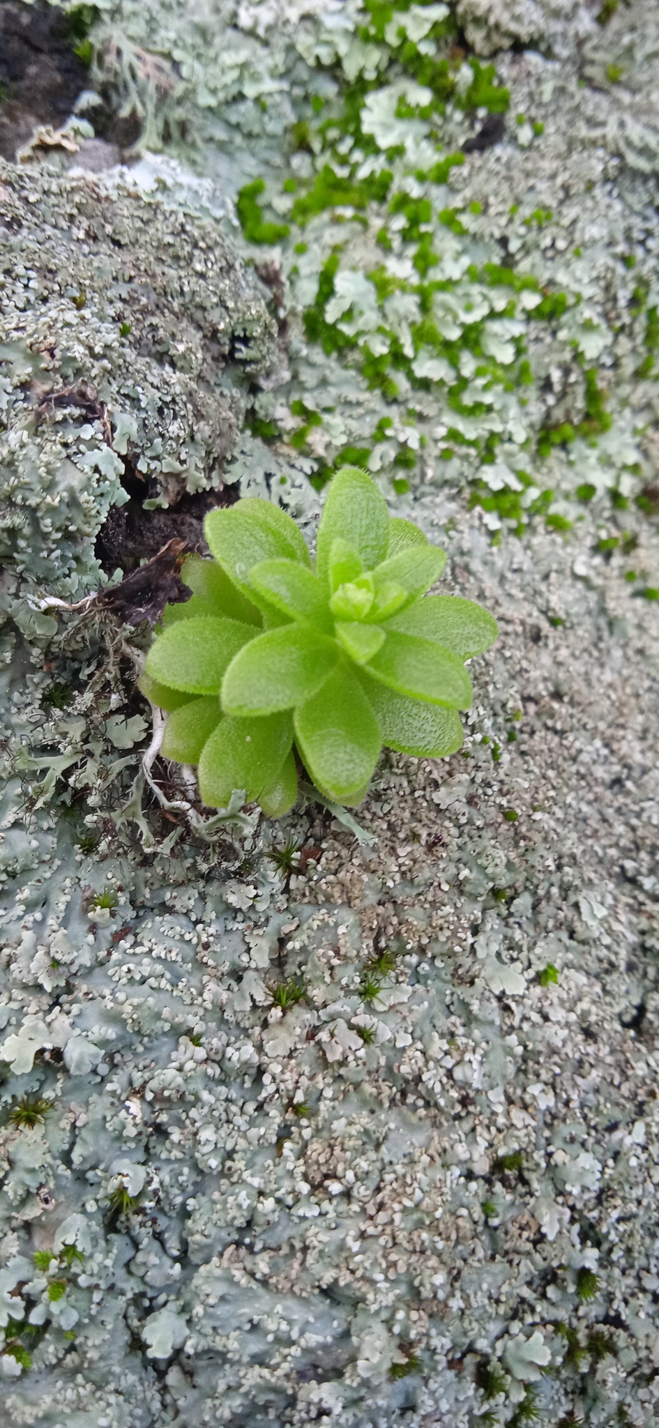 Imagem de sedum