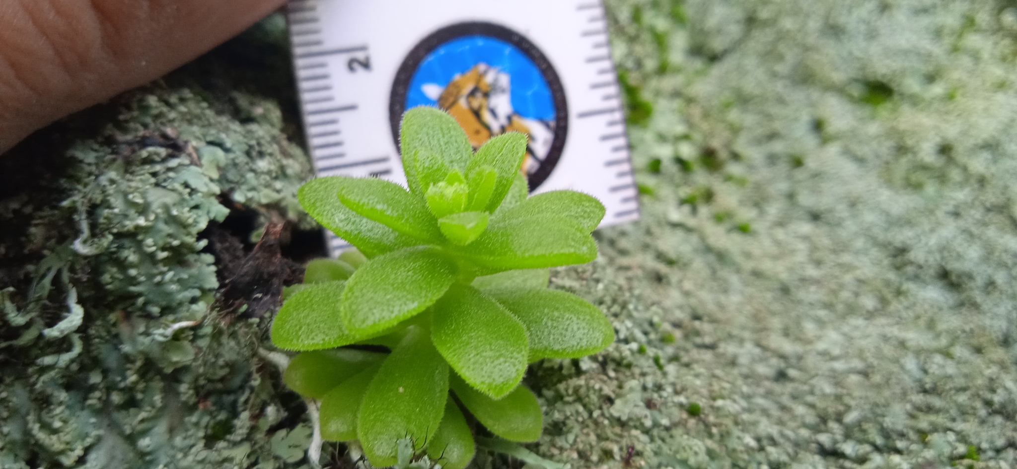 Imagem de sedum
