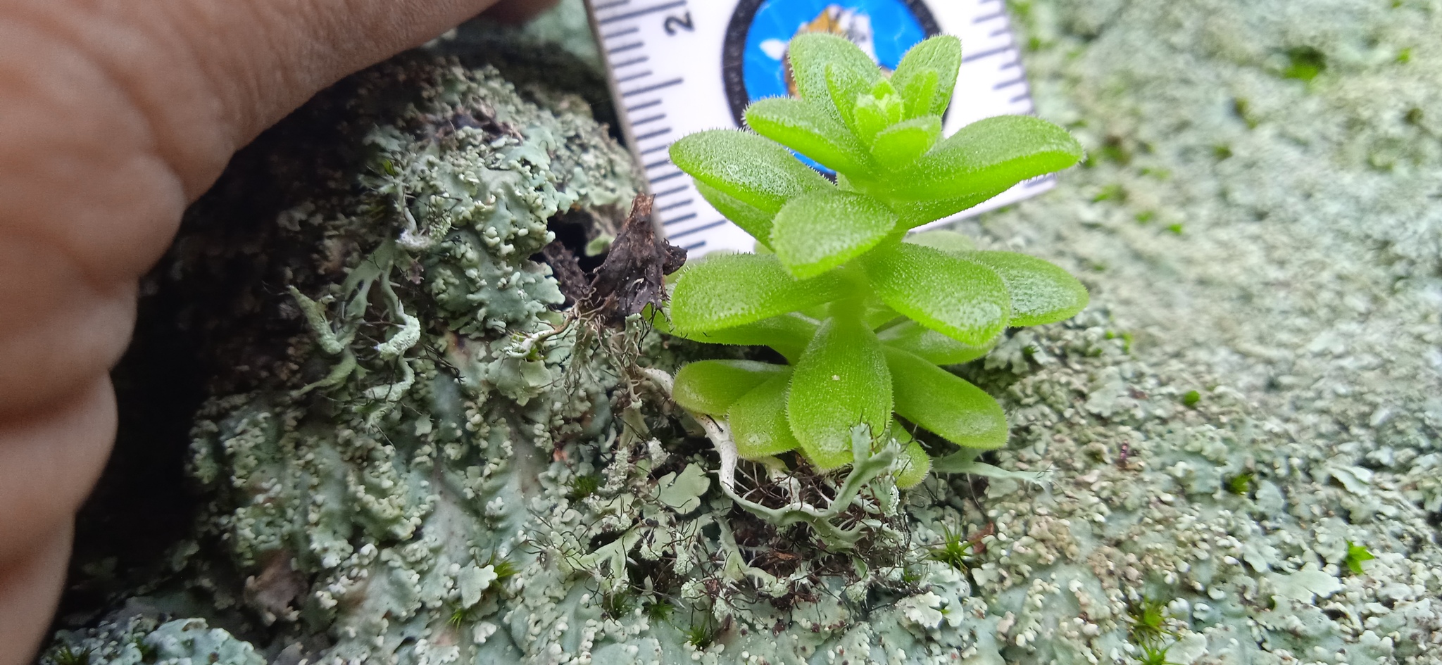 Imagem de sedum