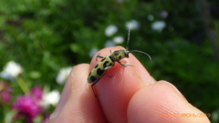 Chlorophorus herbstii