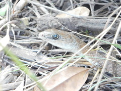 Psammophis mossambicus