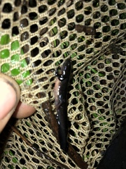 Ambystoma 'unisexual complex'