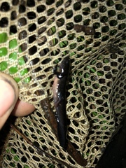 Ambystoma 'unisexual complex'