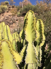 Euphorbia cooperi var. cooperi image