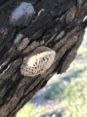 Hexagonia vesparia