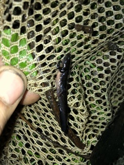 Ambystoma 'unisexual complex'