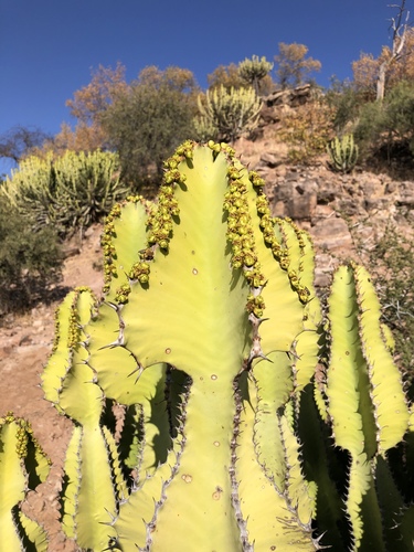 Euphorbia cooperi image