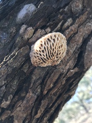 Hexagonia vesparia