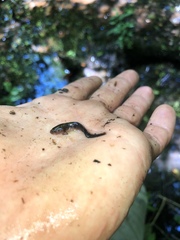 Ambystoma maculatum