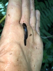 Ambystoma maculatum