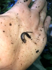Ambystoma maculatum