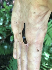 Ambystoma maculatum