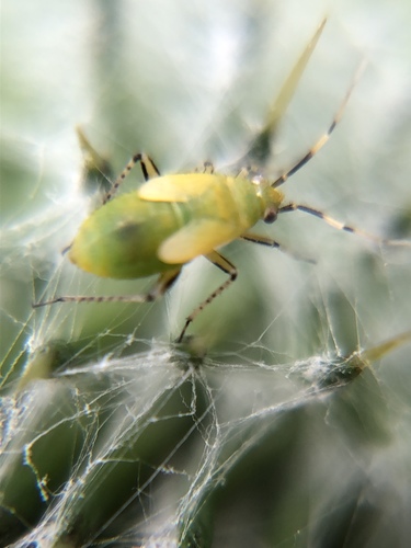 Common Nettle Flower Bug