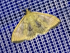 Crocidophora serratissimalis