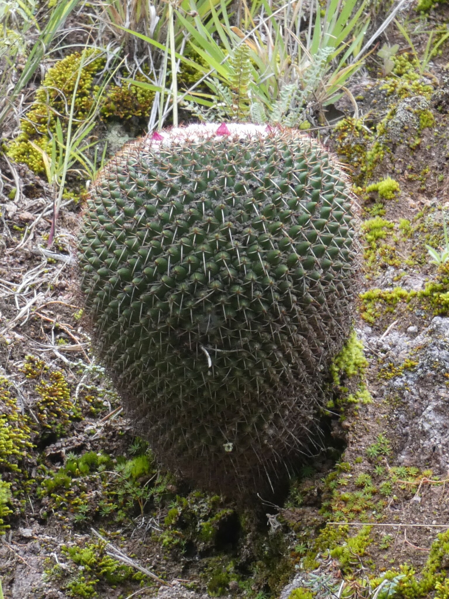 Imagem de Mammillaria polythele é conhecida como "cacto-mamilo"