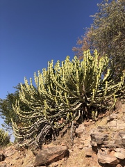 Euphorbia cooperi var. cooperi image